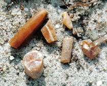 Donnerkeile - Belemniten