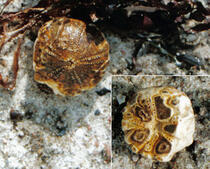 Versteinerter Seeigel