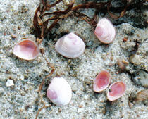 Baltische Plattmuschel - Macoma balthica