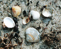 (Gemeine) Herzmuschel - Cerastoderma edule