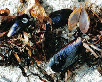 (Gemeine) Miesmuschel - Mytilus edulis