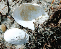 Sandklaffmuschel - Mya arenaria