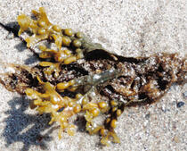 Blasentang - Fucus vesiculosus