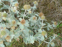 Stranddistel - Eryngium maritimum L.