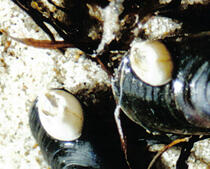 Gemeine Seepocke - Semibalanus balanoides