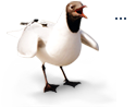 Möwe Sünnschien
