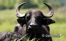 Gut Darß in Born a.Darß - Hofladen