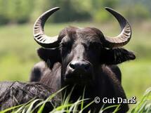 Gut Darß Born