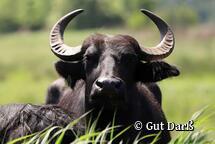 Gut Darß Born