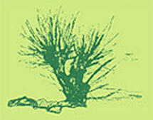 Praxis für alternative Heilmethoden