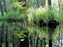 Nationalpark Vorpommersche-Boddenlandschaft