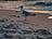 Zingst