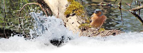 Mecklenburg-Vorpommern: Naturschutzgebiete