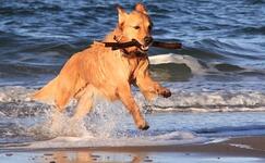 Urlaub mit Hund in Pruchten