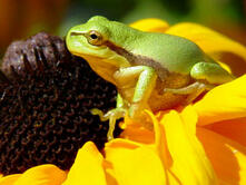 Ostsee Fischland-Darß-Zingst Kalender 