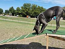 Hundespielplatz Zingst - Begutachtung des Steges