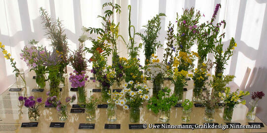 Heimatmuseum Hiddensee - heimische Pflanzen