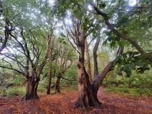 Märchenwald Schwarbe - Halbinsel Wittow / Rügen