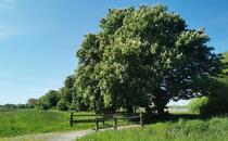 Nonnensee bei Bergen auf der Insel Rügen – Holzbrücke