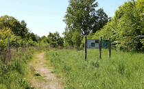 Nonnensee bei Bergen auf der Insel Rügen – Lehrpfadtafel 5
