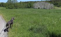 Nonnensee bei Bergen auf der Insel Rügen – Wer macht da Krach?