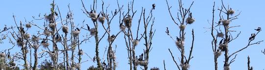 Nonnensee bei Bergen auf der Insel Rügen  – Kormorane Brutzeit