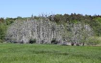 Nonnensee bei Bergen auf der Insel Rügen – Kormorankolonie
