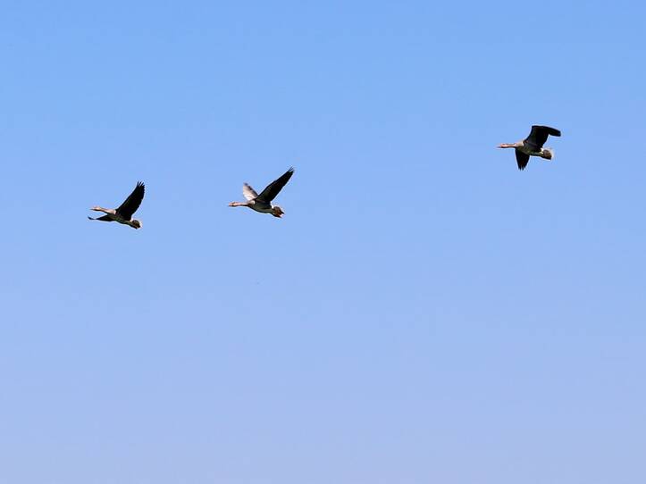 Nonnensee bei Bergen auf der Insel Rügen – Graugänse