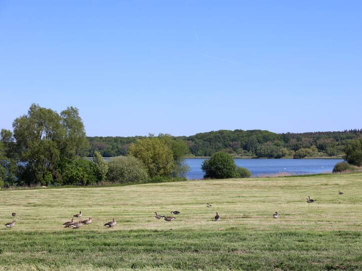 Nonnensee bei Bergen auf der Insel Rügen – Graugänse
