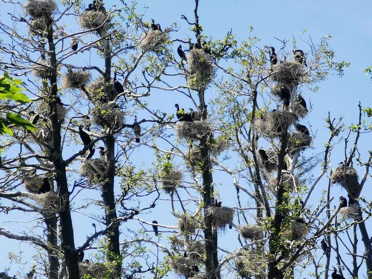 Nonnensee bei Bergen auf der Insel Rügen – Brütende Kormorankolonie