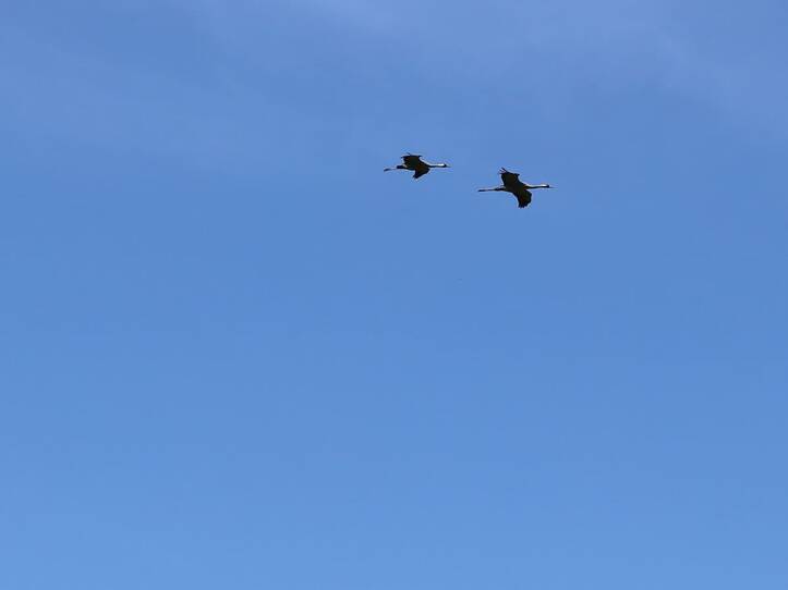 Nonnensee bei Bergen auf der Insel Rügen – Kraniche