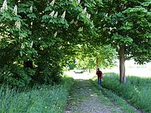 Nonnensee bei Bergen auf der Insel Rügen – Weg im Süden