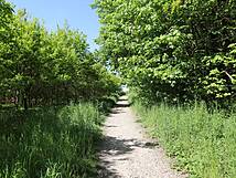 Nonnensee bei Bergen auf der Insel Rügen – Schotterweg zum See