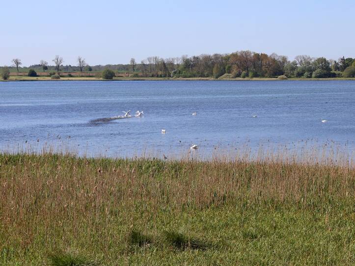 Nonnensee bei Bergen auf der Insel Rügen – Schwäne