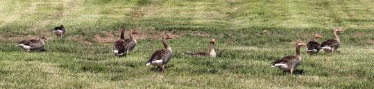 Nonnensee bei Bergen auf der Insel Rügen – Graugänse