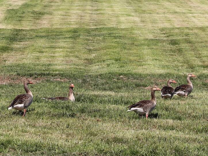 Nonnensee bei Bergen auf der Insel Rügen – Graugänse
