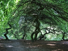 Hexenwald in Lietzow auf Rügen