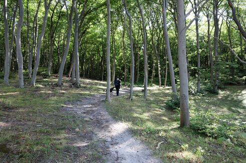 Wanderweg im Waldpark Lietzow