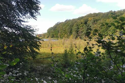 Wanderung zum Herthasee Insel Rügen - Großes Torfmoor