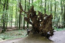 Wanderung zum Herthasee Insel Rügen - Wurzel