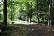 Wanderung zum Herthasee Insel Rügen - Waldweg