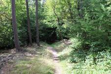Wanderung zum Herthasee Insel Rügen - Waldweg