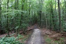 Wanderung zum Herthasee Insel Rügen - Waldweg