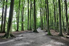 Wanderung zum Herthasee Insel Rügen - Wanderweg