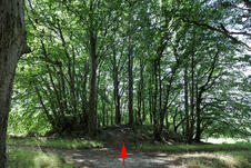 Nationalpark Jasmund Wanderung – Bauminsel