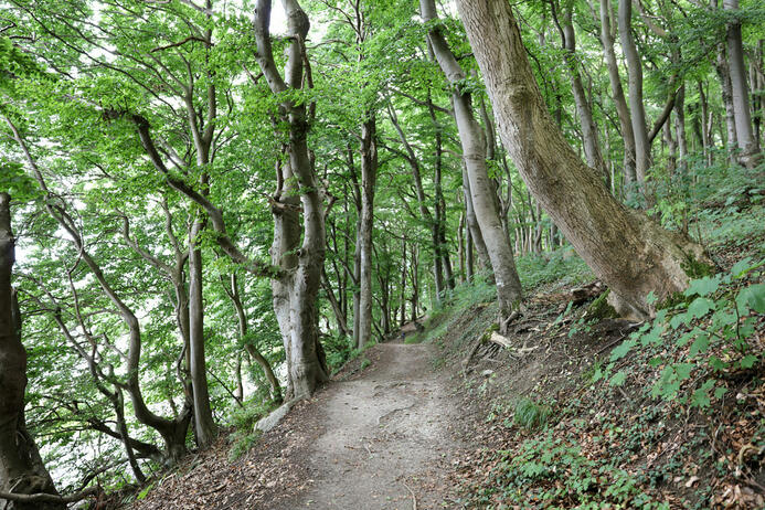Nationalpark Jasmund Wanderung – Unterer Uferweg