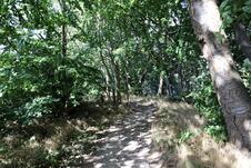Nationalpark Jasmund Wanderung – Weg am Waldrand