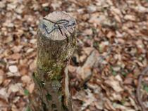 Lauterbach / Rügen - Pfad der Muße und Erkenntnis: Stein