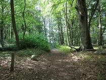 Lauterbach / Rügen - Pfad der Muße und Erkenntnis: Stein