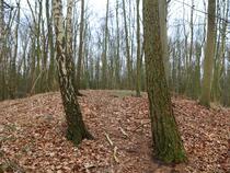 Lauterbach / Rügen - Pfad der Muße und Erkenntnis: Stein